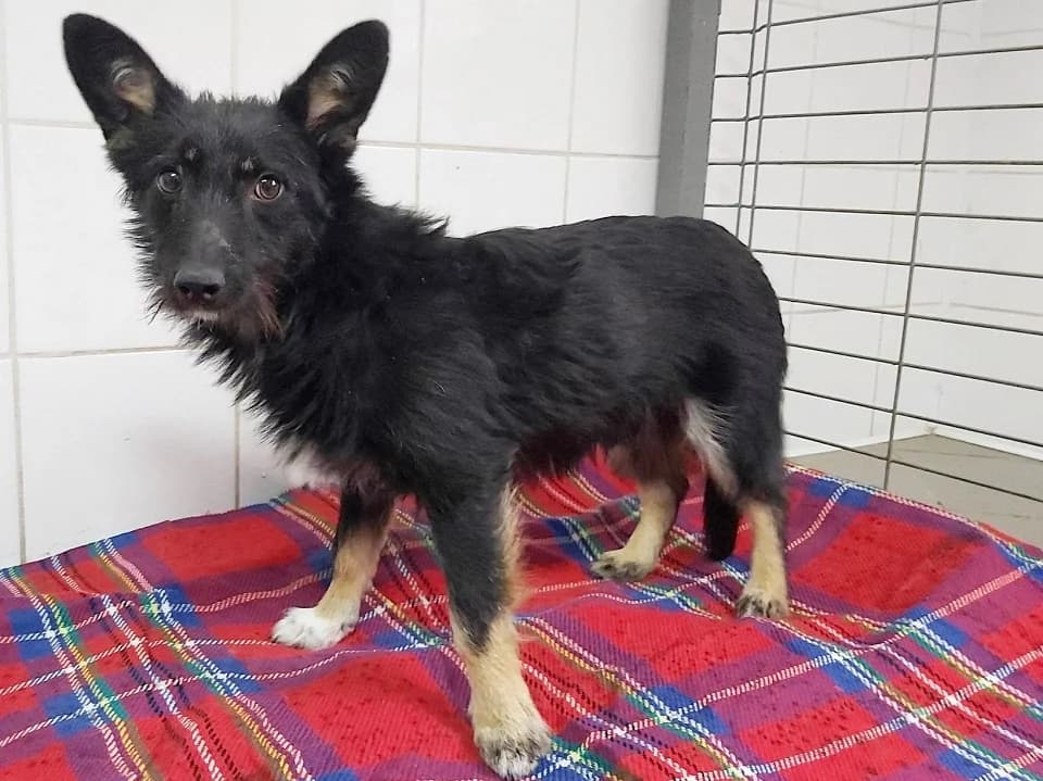 Luxik, male mixed breed for adoption at Schronisko dla zwierząt Przedsiębiorstwa Gospodarki Komunalnej