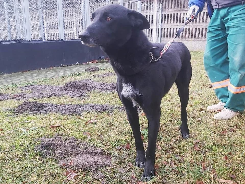 Asik, male mixed breed for adoption at Schronisko dla zwierząt Przedsiębiorstwa Gospodarki Komunalnej