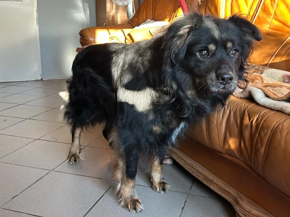 Twiks, male mixed breed for adoption at Schronisko dla zwierząt Przedsiębiorstwa Gospodarki Komunalnej