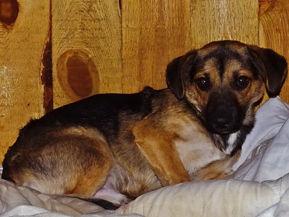 Felek, male mixed breed for adoption at Schronisko dla zwierząt Przedsiębiorstwa Gospodarki Komunalnej