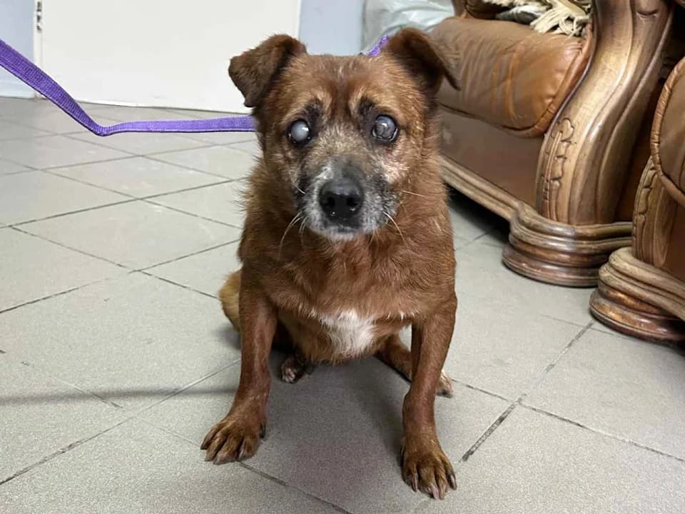 Donek, male mixed breed for adoption at Schronisko dla zwierząt Przedsiębiorstwa Gospodarki Komunalnej