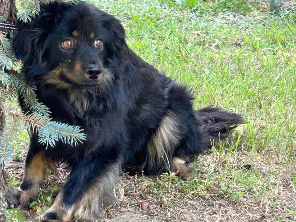 Ares, male mixed breed for adoption at Schronisko dla zwierząt Przedsiębiorstwa Gospodarki Komunalnej