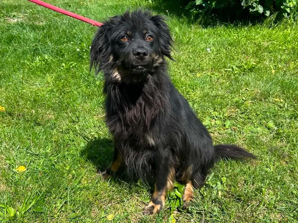 Ares, male senior mixed breed for adoption at Schronisko dla zwierząt Przedsiębiorstwa Gospodarki Komunalnej, Radomsko