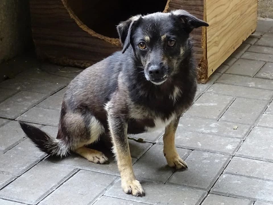 Jagna, female mixed breed for adoption at Schronisko dla zwierząt Przedsiębiorstwa Gospodarki Komunalnej