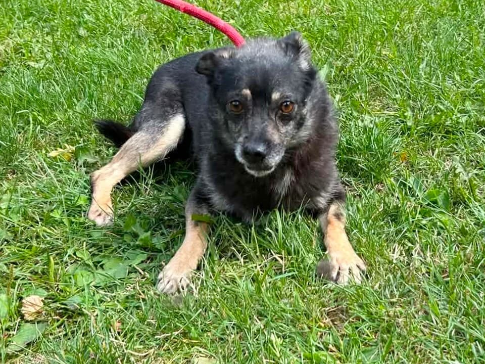 Jagna, female senior mixed breed for adoption at Schronisko dla zwierząt Przedsiębiorstwa Gospodarki Komunalnej, Radomsko