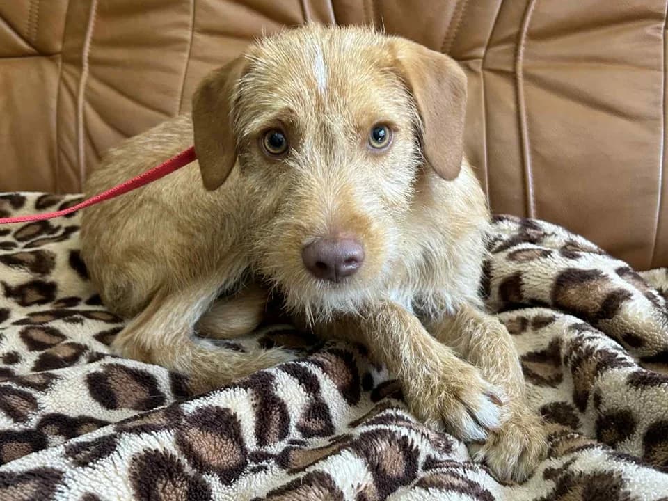 Robi, male mixed breed for adoption at Schronisko dla zwierząt Przedsiębiorstwa Gospodarki Komunalnej