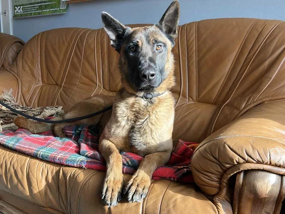 Olo, male mixed breed for adoption at Schronisko dla zwierząt Przedsiębiorstwa Gospodarki Komunalnej