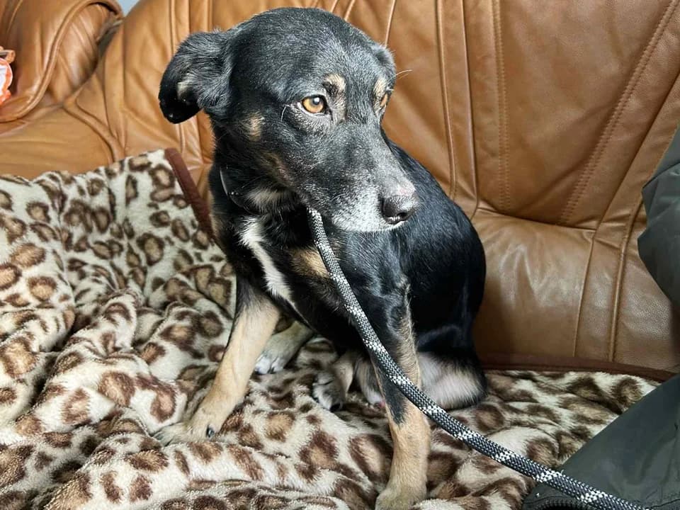 Alfik, male mixed breed for adoption at Schronisko dla zwierząt Przedsiębiorstwa Gospodarki Komunalnej