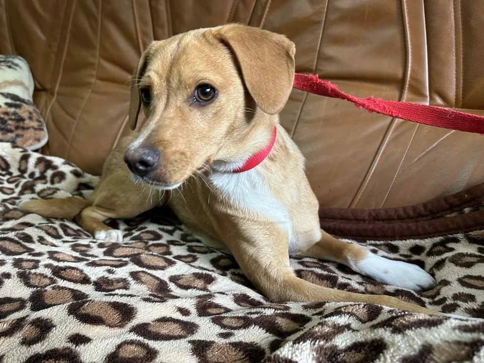 Moli, female mixed breed for adoption at Schronisko dla zwierząt Przedsiębiorstwa Gospodarki Komunalnej