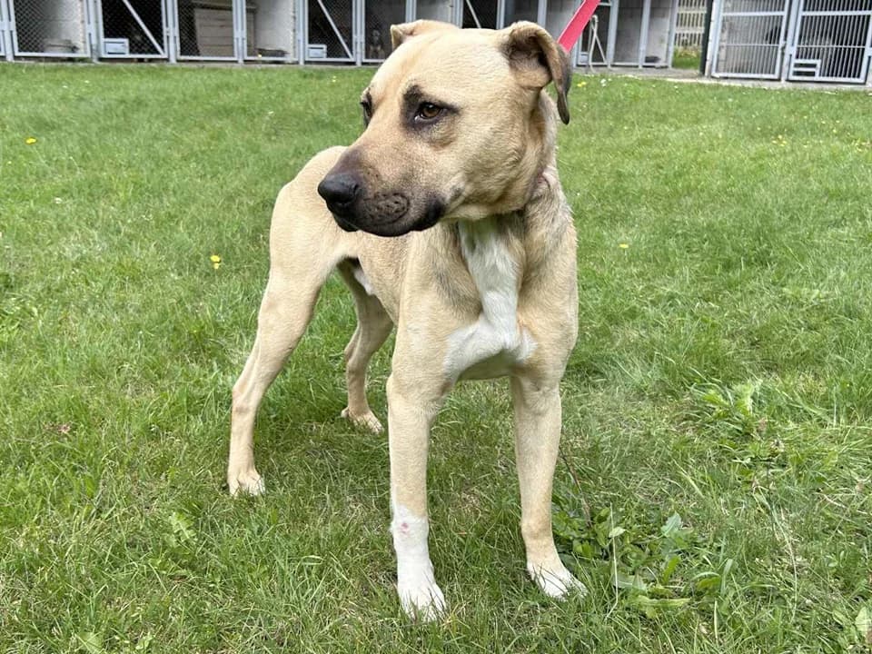 Leo, male mixed breed for adoption at Schronisko dla zwierząt Przedsiębiorstwa Gospodarki Komunalnej