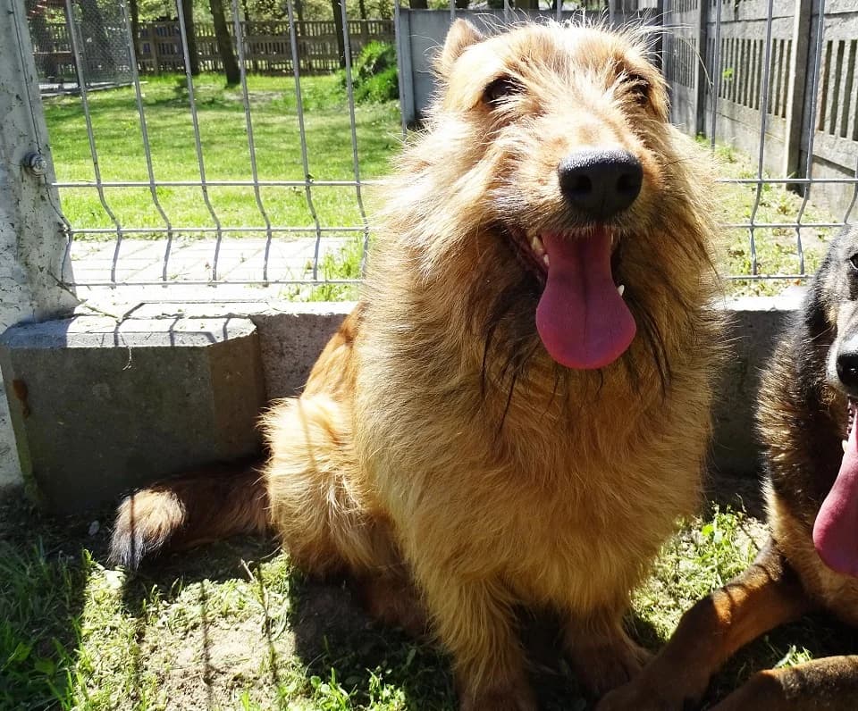 Bilba, female mixed breed for adoption at Schronisko dla zwierząt Przedsiębiorstwa Gospodarki Komunalnej