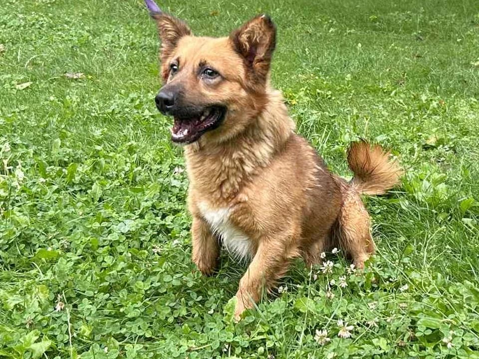 Roki, male mixed breed for adoption at Schronisko dla zwierząt Przedsiębiorstwa Gospodarki Komunalnej