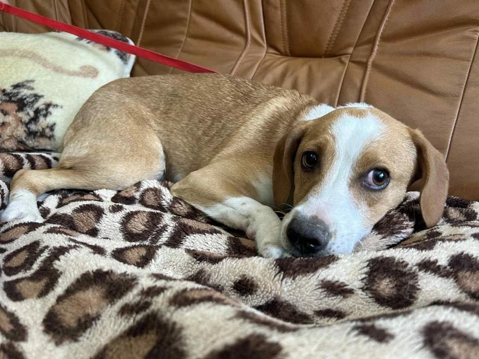 Reksio, male mixed breed for adoption at Schronisko dla zwierząt Przedsiębiorstwa Gospodarki Komunalnej