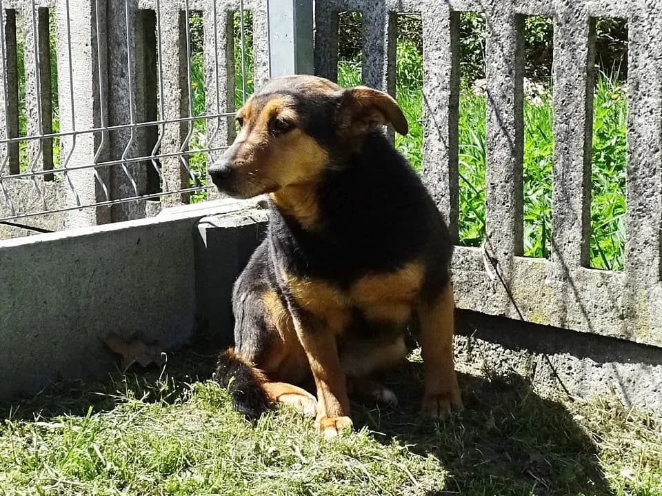 Cysia, female mixed breed for adoption at Schronisko dla zwierząt Przedsiębiorstwa Gospodarki Komunalnej