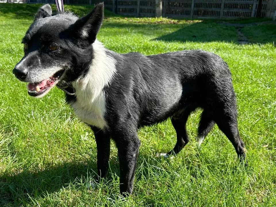 Figo, male mixed breed for adoption at Schronisko dla zwierząt Przedsiębiorstwa Gospodarki Komunalnej