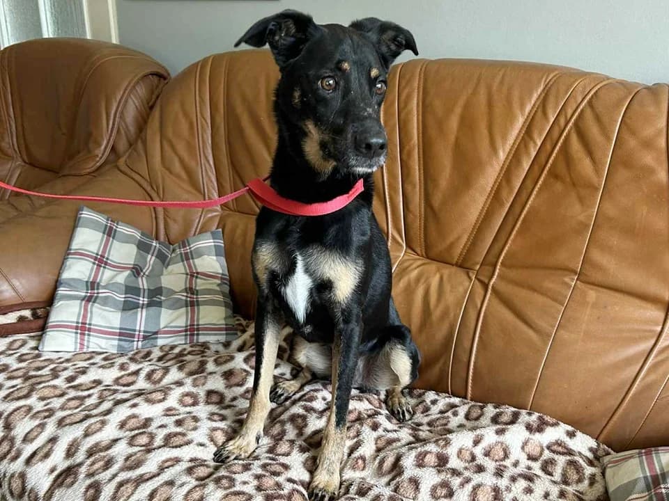 Zubi, male mixed breed for adoption at Schronisko dla zwierząt Przedsiębiorstwa Gospodarki Komunalnej