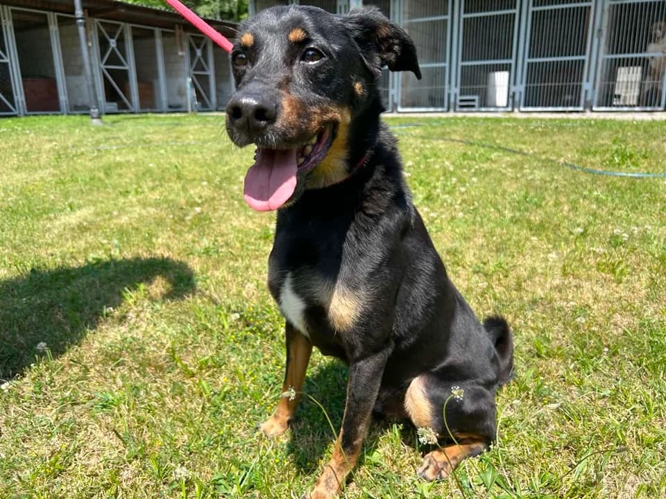 Zubi, male senior mixed breed for adoption at Schronisko dla zwierząt Przedsiębiorstwa Gospodarki Komunalnej, Radomsko