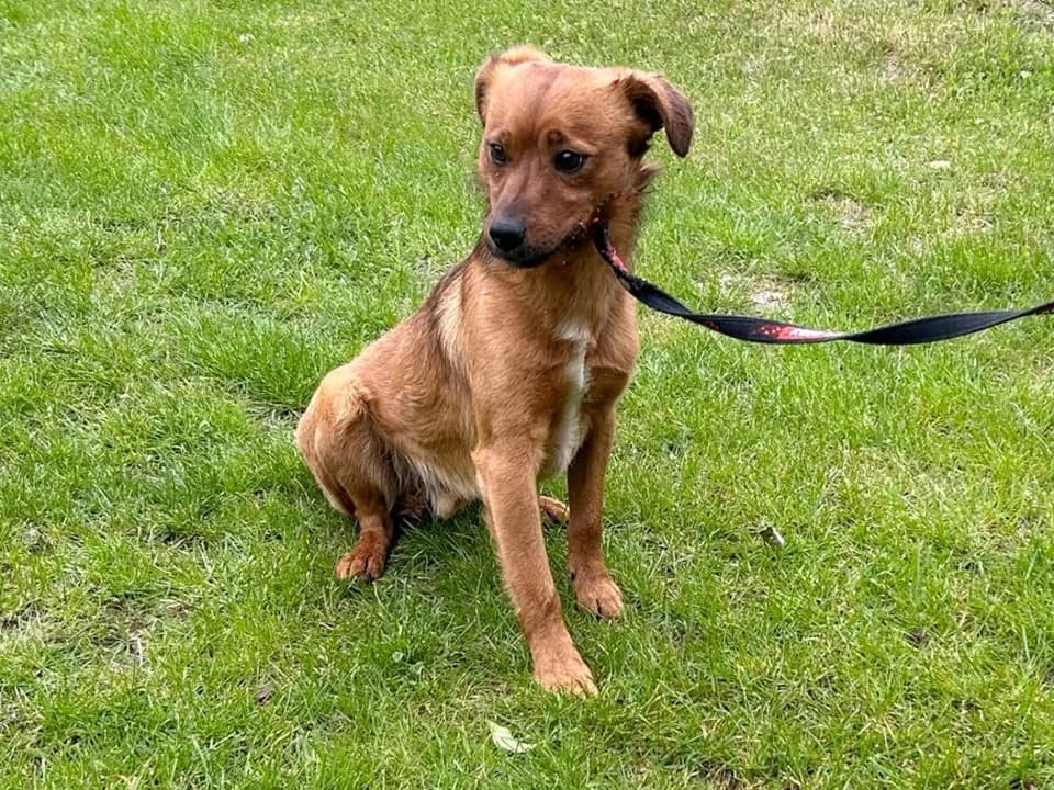 Bary, male mixed breed for adoption at Schronisko dla zwierząt Przedsiębiorstwa Gospodarki Komunalnej