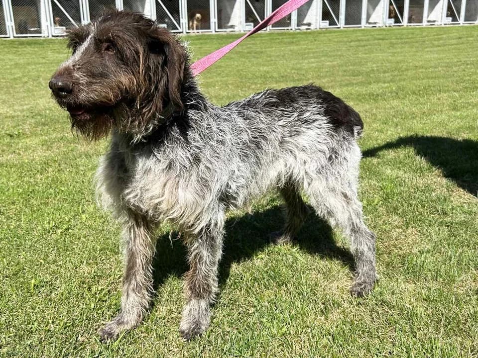 Saba, female mixed breed for adoption at Schronisko dla zwierząt Przedsiębiorstwa Gospodarki Komunalnej