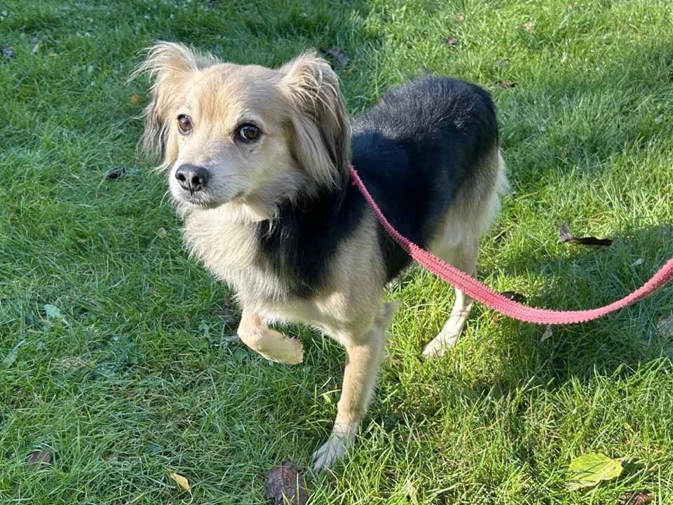 Żabson, male mixed breed for adoption at Schronisko dla zwierząt Przedsiębiorstwa Gospodarki Komunalnej