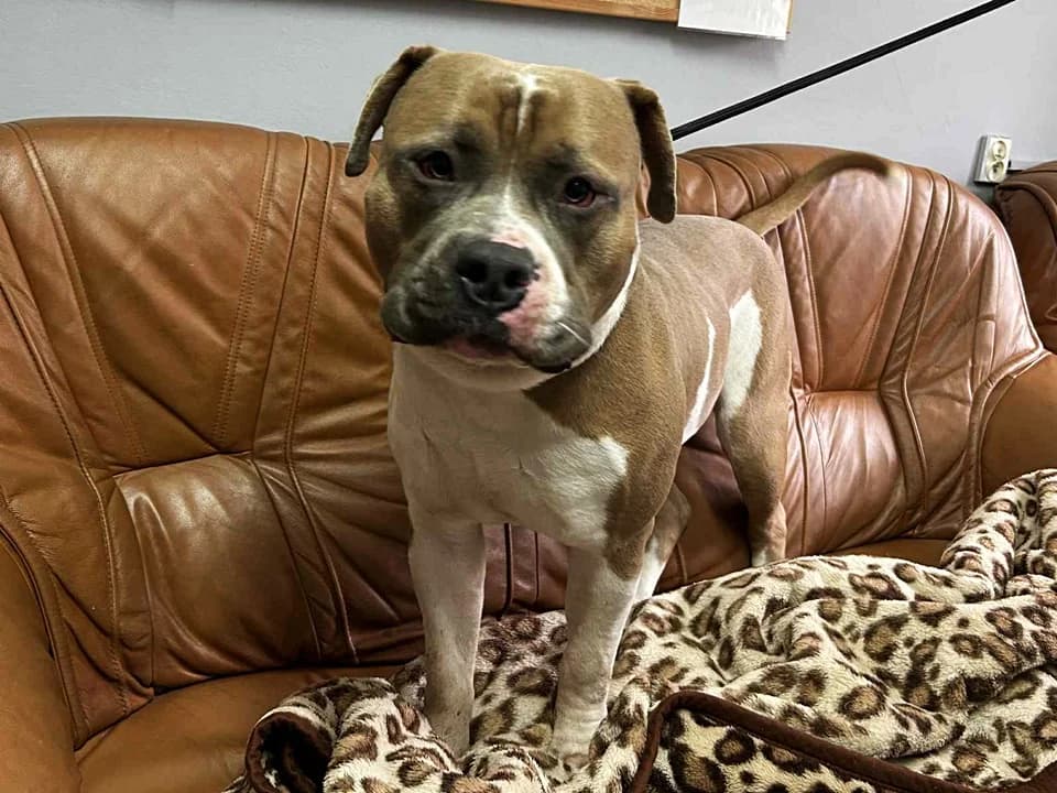 Boczek, male mixed breed for adoption at Schronisko dla zwierząt Przedsiębiorstwa Gospodarki Komunalnej