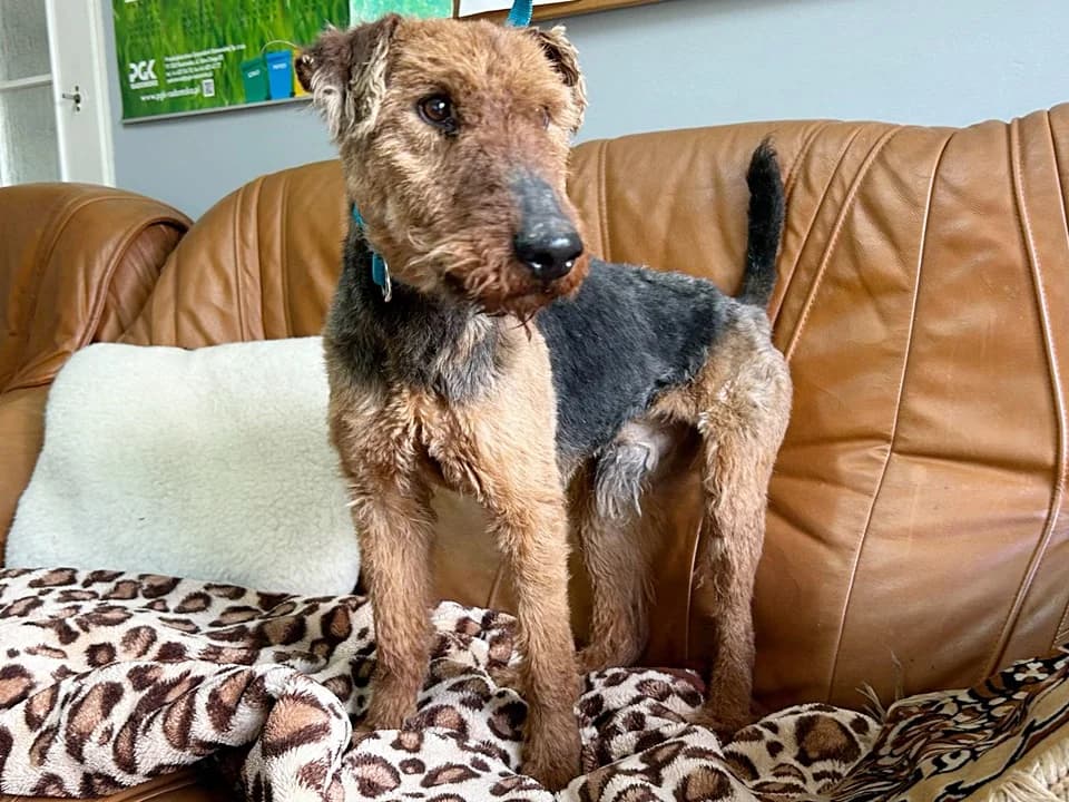 Bery, male 5yo mixed breed for adoption at Schronisko dla zwierząt Przedsiębiorstwa Gospodarki Komunalnej, Radomsko