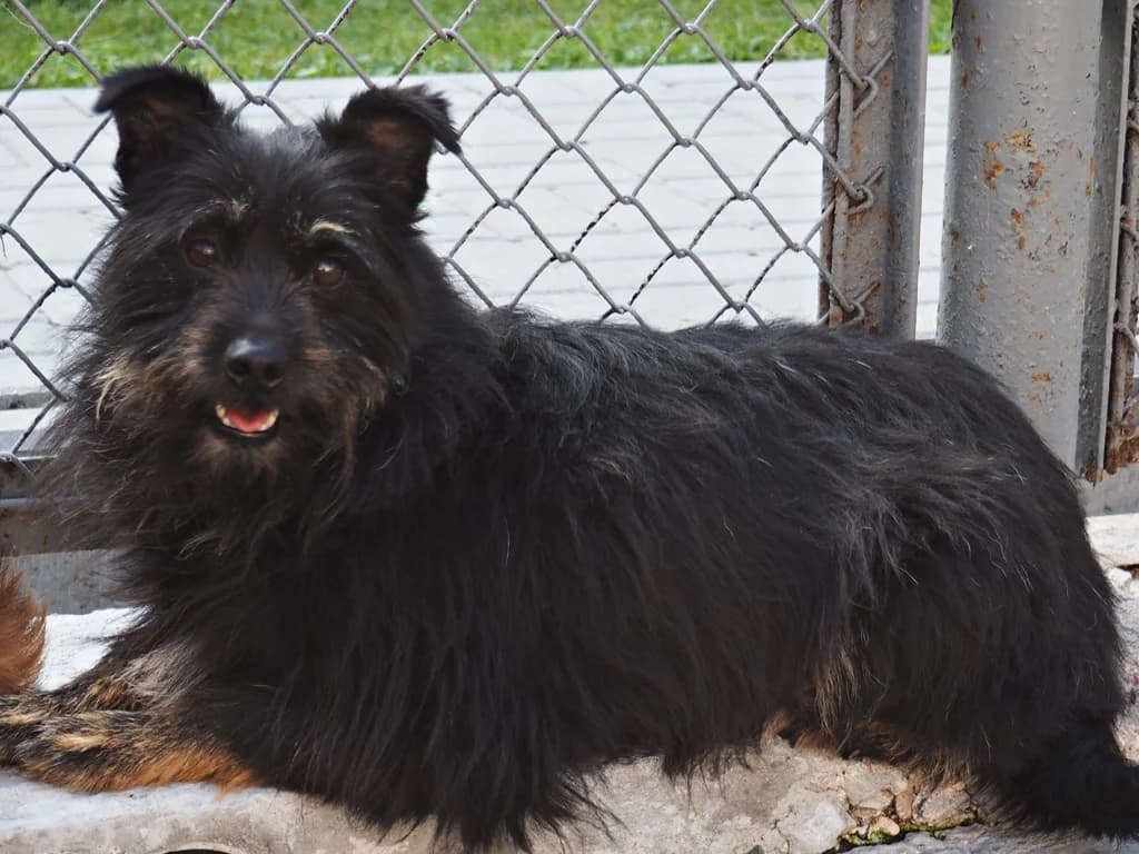 Fonia, female mixed breed for adoption at Schronisko dla zwierząt Przedsiębiorstwa Gospodarki Komunalnej