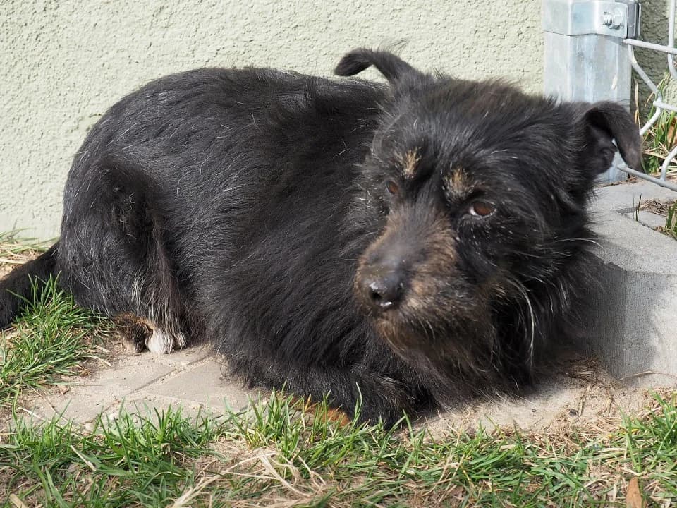 Flanka, female mixed breed for adoption at Schronisko dla zwierząt Przedsiębiorstwa Gospodarki Komunalnej