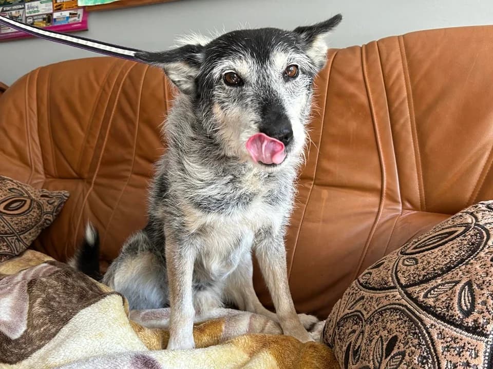 Rożek, male mixed breed for adoption at Schronisko dla zwierząt Przedsiębiorstwa Gospodarki Komunalnej