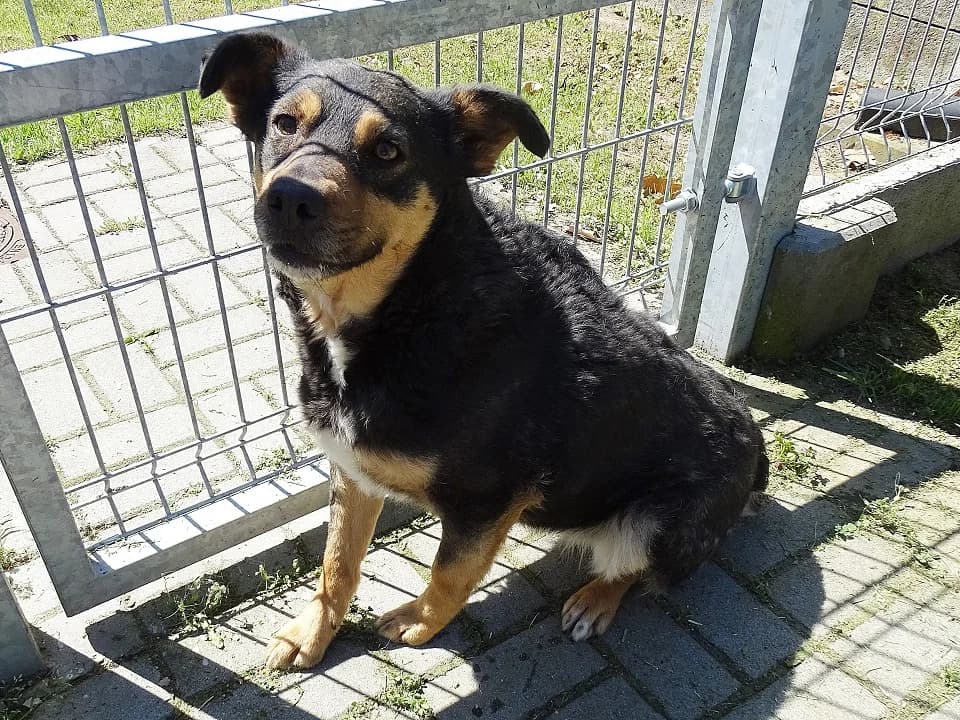 Cleo, female mixed breed for adoption at Schronisko dla zwierząt Przedsiębiorstwa Gospodarki Komunalnej