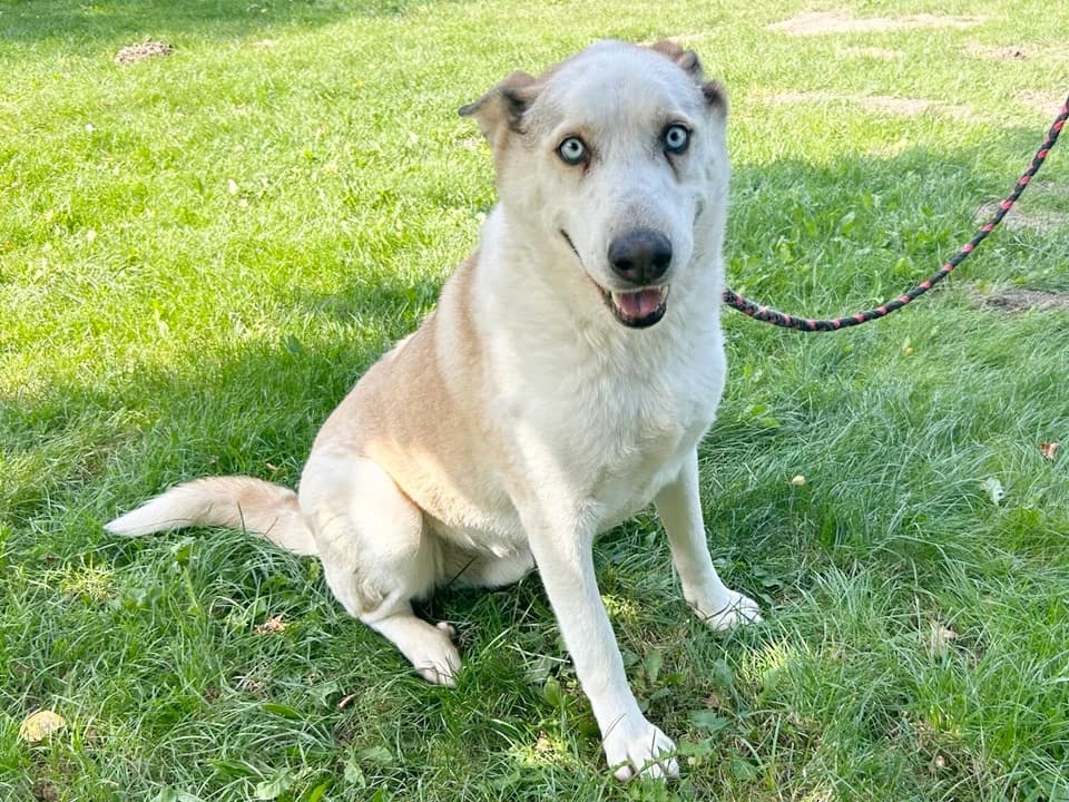 Baca, male mixed breed for adoption at Schronisko dla zwierząt Przedsiębiorstwa Gospodarki Komunalnej