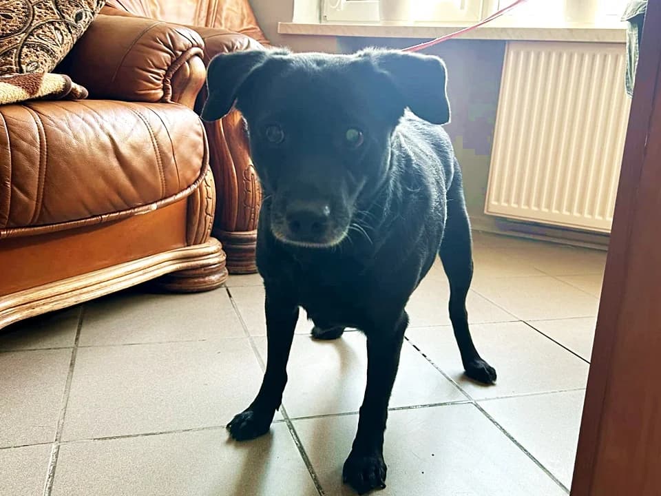 Czika, female senior mixed breed for adoption at Schronisko dla zwierząt Przedsiębiorstwa Gospodarki Komunalnej, Radomsko