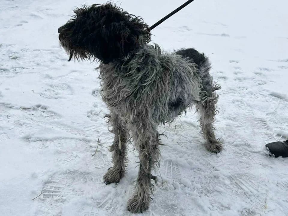 Kabana, female mixed breed for adoption at Schronisko dla zwierząt Przedsiębiorstwa Gospodarki Komunalnej