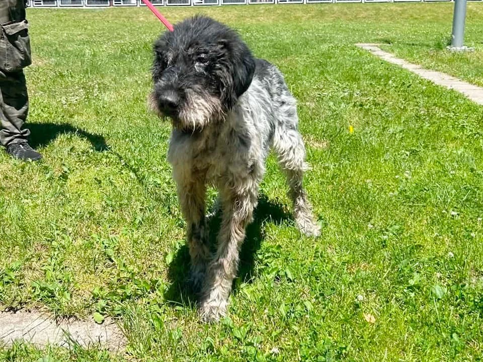 Kabana, female senior mixed breed for adoption at Schronisko dla zwierząt Przedsiębiorstwa Gospodarki Komunalnej, Radomsko
