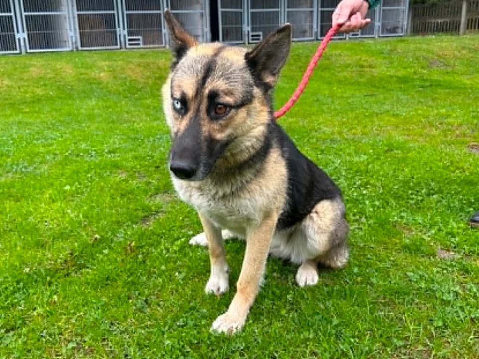 Bonga, female young mixed breed for adoption at Schronisko dla zwierząt Przedsiębiorstwa Gospodarki Komunalnej, Radomsko
