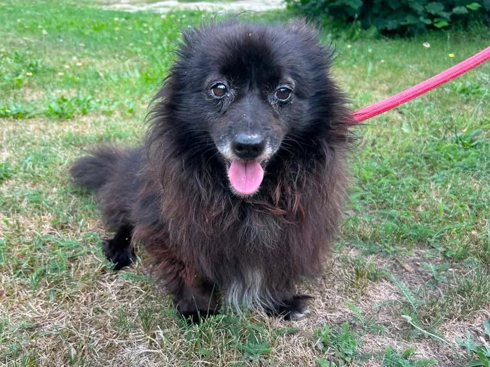 Fumfel, male senior mixed breed for adoption at Schronisko dla zwierząt Przedsiębiorstwa Gospodarki Komunalnej, Radomsko