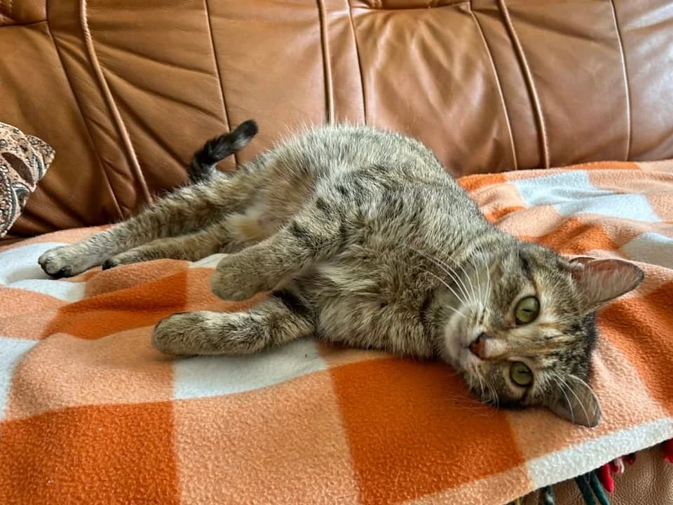 Szelka, female mixed breed for adoption at Schronisko dla zwierząt Przedsiębiorstwa Gospodarki Komunalnej