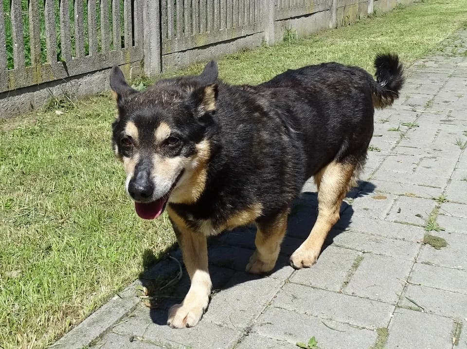 Predo, male mixed breed for adoption at Schronisko dla zwierząt Przedsiębiorstwa Gospodarki Komunalnej