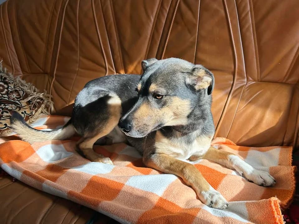 Mobik, male mixed breed for adoption at Schronisko dla zwierząt Przedsiębiorstwa Gospodarki Komunalnej