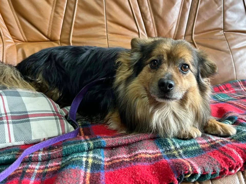 Precelek, male mixed breed for adoption at Schronisko dla zwierząt Przedsiębiorstwa Gospodarki Komunalnej