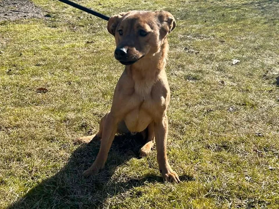 Rudy, male mixed breed for adoption at Schronisko dla zwierząt Przedsiębiorstwa Gospodarki Komunalnej