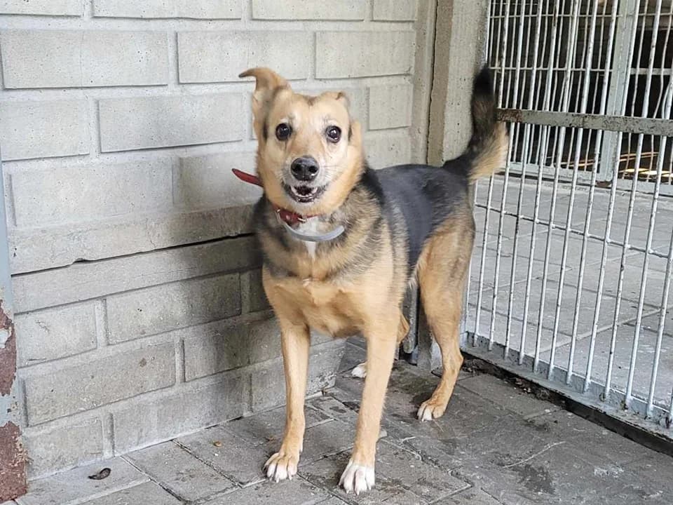 Kira, female mixed breed for adoption at Schronisko dla zwierząt Przedsiębiorstwa Gospodarki Komunalnej