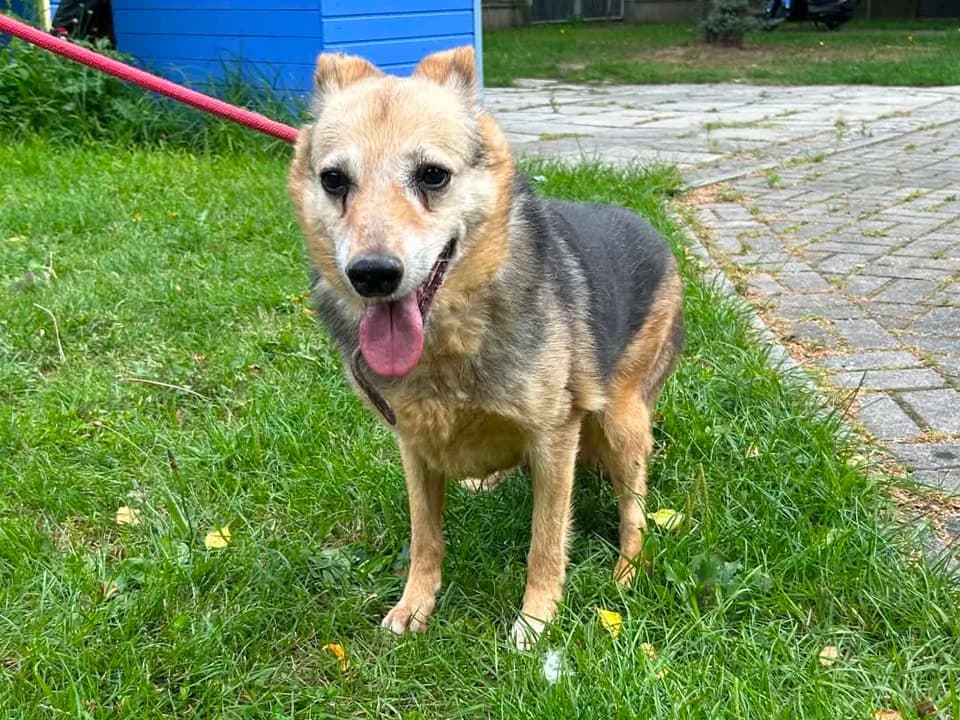 Kira, female senior mixed breed for adoption at Schronisko dla zwierząt Przedsiębiorstwa Gospodarki Komunalnej, Radomsko