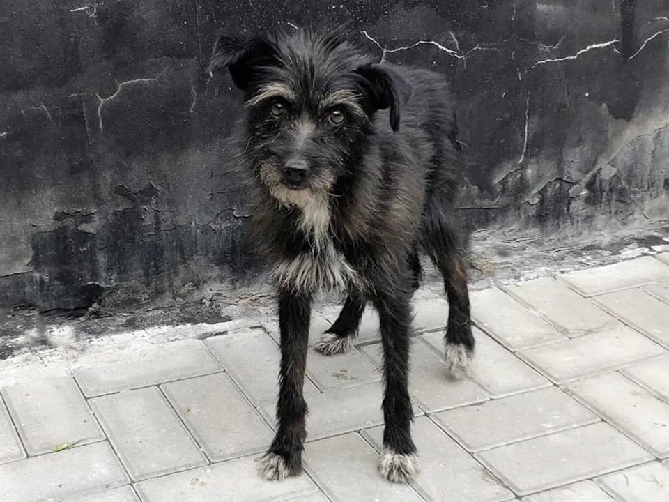 Łajka, female senior mixed breed for adoption at Schronisko dla zwierząt Przedsiębiorstwa Gospodarki Komunalnej, Radomsko