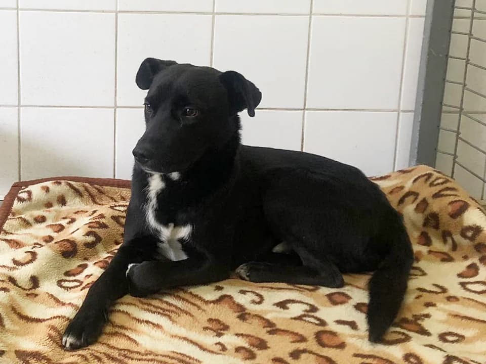 Biegus, male senior mixed breed for adoption at Schronisko dla zwierząt Przedsiębiorstwa Gospodarki Komunalnej, Radomsko