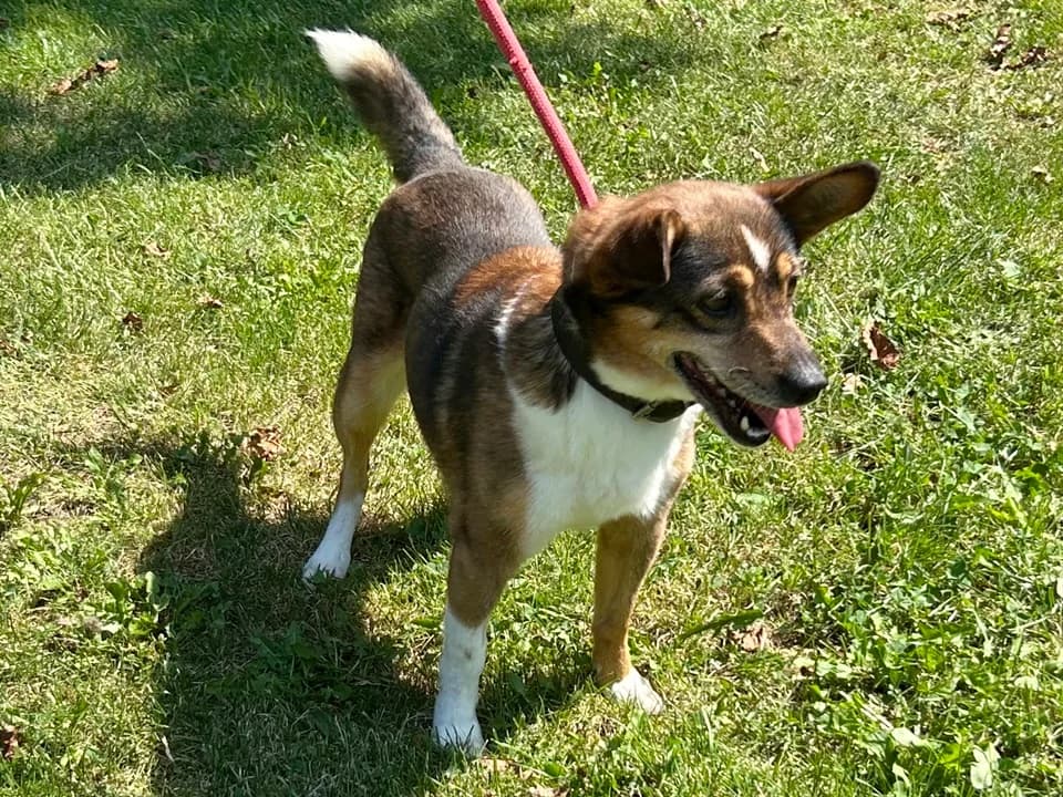 Titka, female 3yo mixed breed for adoption at Schronisko dla zwierząt Przedsiębiorstwa Gospodarki Komunalnej, Radomsko