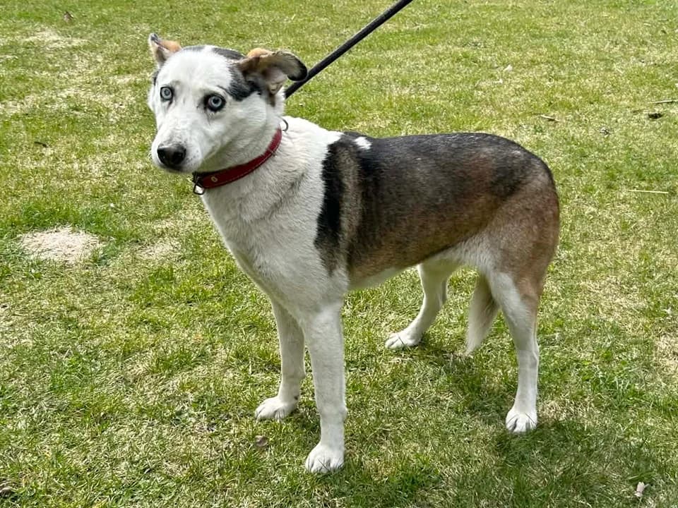 Dżordżina, female mixed breed for adoption at Schronisko dla zwierząt Przedsiębiorstwa Gospodarki Komunalnej