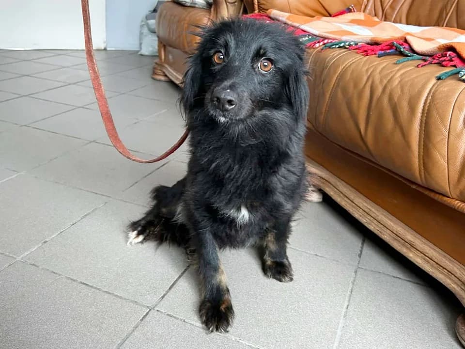 Genia, female mixed breed for adoption at Schronisko dla zwierząt Przedsiębiorstwa Gospodarki Komunalnej