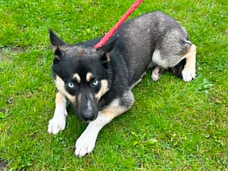Bongo, male young mixed breed for adoption at Schronisko dla zwierząt Przedsiębiorstwa Gospodarki Komunalnej, Radomsko
