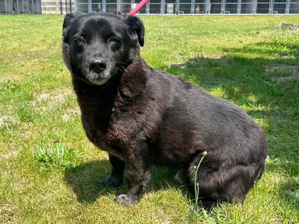 Kuki, male 7yo mixed breed for adoption at Schronisko dla zwierząt Przedsiębiorstwa Gospodarki Komunalnej, Radomsko